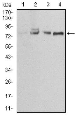 Western Blot: Ezrin Antibody (6F1C3)BSA Free [NBP2-52464]