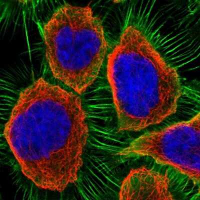 Immunocytochemistry/ Immunofluorescence: Ezrin Antibody [NBP1-86863]