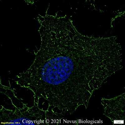 Immunocytochemistry/ Immunofluorescence: Ezrin Antibody - BSA Free [NBP2-52977]