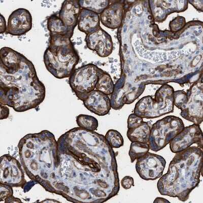 Immunohistochemistry-Paraffin: Ezrin Antibody [NBP1-86863]