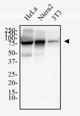 Western Blot: Ezrin AntibodyBSA Free [NBP2-52977]