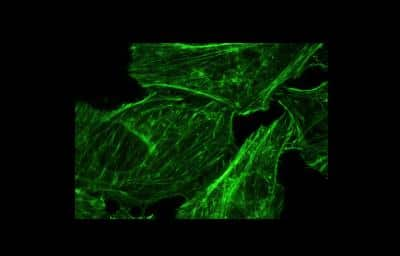 Immunocytochemistry/ Immunofluorescence: Actin Gamma 1 Antibody (NH3) [NB100-64792]