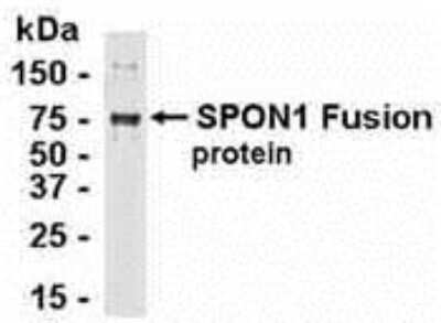 Western Blot: F-Spondin/SPON1 Antibody [NB300-339]