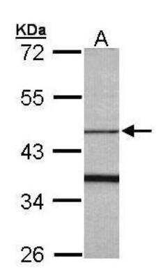 Western Blot: F-box protein 15/FBXO15 Antibody [NBP1-32860]