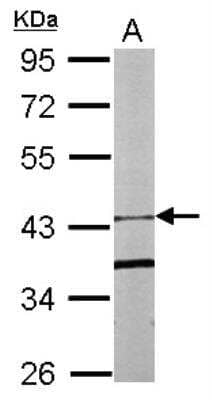 Western Blot: F-box protein 15/FBXO15 Antibody [NBP1-32860]