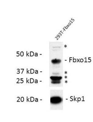 Western Blot: F-box protein 15/FBXO15 Antibody [NBP1-56901]