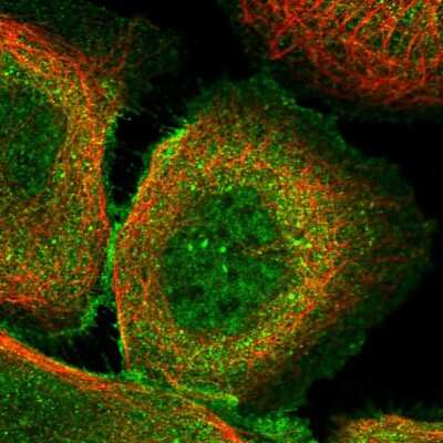 Immunocytochemistry/ Immunofluorescence: F box protein 38 Antibody [NBP1-87932]