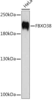 Western Blot: F box protein 38 AntibodyBSA Free [NBP3-03841]