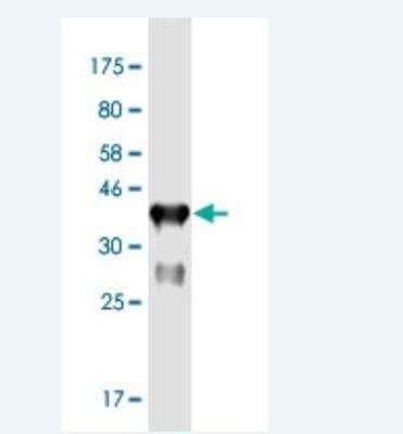 Western Blot: F-box protein 43 Antibody (4B6) [H00286151-M04-100ug]