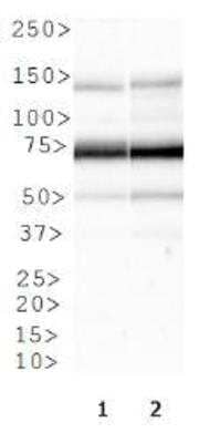 Western Blot: Factor XII Antibody [NBP1-94203]