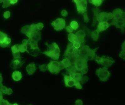 Immunocytochemistry/ Immunofluorescence: F4/80 Antibody (CI-A3-1) - BSA Free [NB600-404]