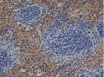 Immunohistochemistry-Frozen: F4/80 Antibody (CI-A3-1) - BSA Free [NB600-404]