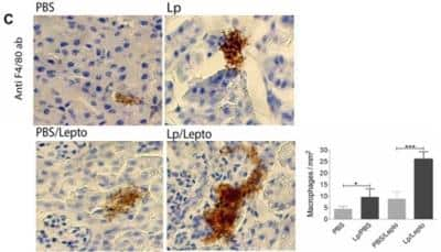 Immunohistochemistry: F4/80 Antibody (CI-A3-1) - BSA Free [NB600-404]