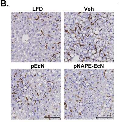 Immunohistochemistry-Paraffin: F4/80 Antibody (CI-A3-1) - BSA Free [NB600-404]