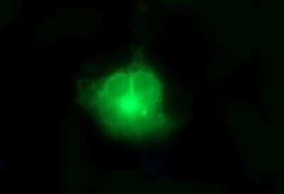 Immunofluorescence: FA2H Antibody (OTI2E3) [NBP2-45564]