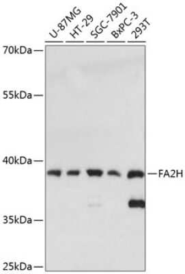 Western Blot: FA2H AntibodyAzide and BSA Free [NBP3-05186]