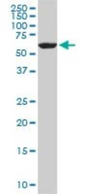 Western Blot: FAAH Antibody (4H8) [H00002166-M07]