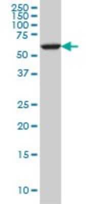 Western Blot: FAAH Antibody (4H8) [H00002166-M07]