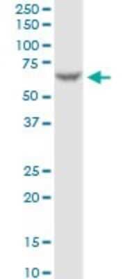 Western Blot: FAAH Antibody (4H8) [H00002166-M07]