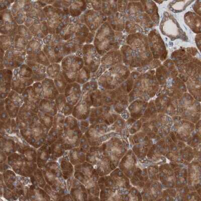 Immunohistochemistry-Paraffin: FAAH Antibody [NBP1-83937]