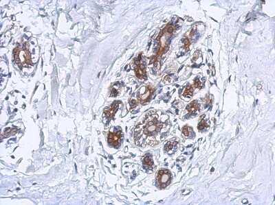 Immunohistochemistry-Paraffin: FAAH Antibody [NBP2-16397]