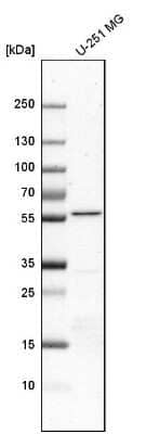 Western Blot: FAAP Antibody [NBP1-83175]