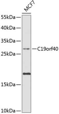 Western Blot: FAAP24 AntibodyBSA Free [NBP3-03359]