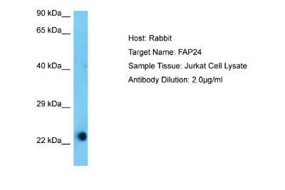 Western Blot: FAAP24 Antibody [NBP2-84875]