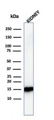 Western Blot: FABP1/L-FABP Antibody (FABP1/3482)Azide and BSA Free [NBP3-08934]