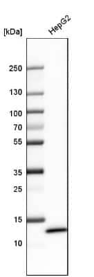 Western Blot: FABP1/L-FABP Antibody [NBP1-87695]