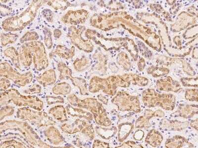 Immunohistochemistry-Paraffin: FABP12 Antibody [NBP2-98167]