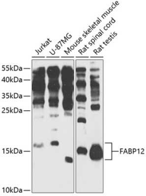 Western Blot: FABP12 AntibodyBSA Free [NBP3-04447]