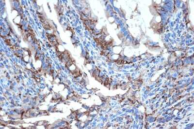 Immunohistochemistry-Paraffin: FABP2/I-FABP Antibody (5W9L6) [NBP3-16717]