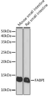 Western Blot: FABP2/I-FABP Antibody (5W9L6) [NBP3-16717]