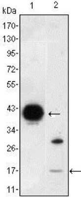 Western Blot: FABP2/I-FABP Antibody (9A9B7B3)BSA Free [NBP1-51589]