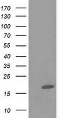 Western Blot: FABP2/I-FABP Antibody (OTI2C4)Azide and BSA Free [NBP2-70699]