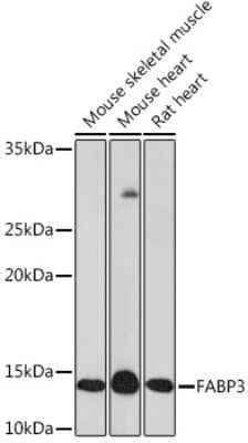 Western Blot: FABP3/H-FABP Antibody (9B9D7) [NBP3-16508]