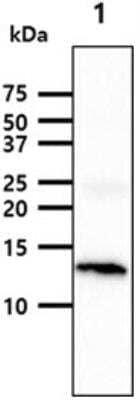 Western Blot: FABP3/H-FABP Antibody (9F10)BSA Free [NBP2-60234]