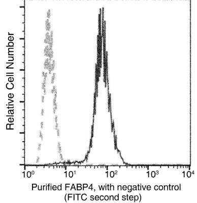 Flow Cytometry: FABP4/A-FABP Antibody (001) [NBP2-90054]