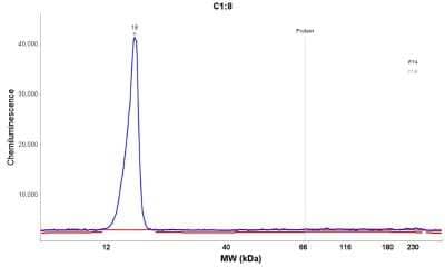 Simple Western: FABP4/A-FABP Antibody [NBP1-89218]