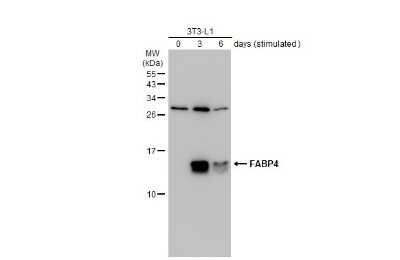 Western Blot: FABP4/A-FABP Antibody [NBP1-33616]