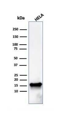 Western Blot: FABP5/E-FABP Antibody (FABP5/3750) [NBP2-79795]