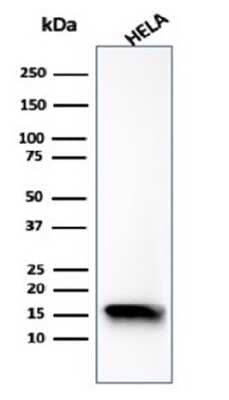 Western Blot: FABP5/E-FABP Antibody (FABP5/6353R) [NBP3-13882]