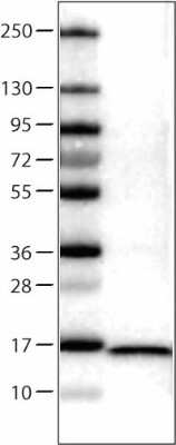Western Blot: FABP7/B-FABP Antibody (CL0236) [NBP2-52889]