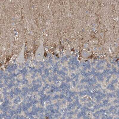 Immunohistochemistry-Paraffin: FABP7/B-FABP Antibody [NBP1-88648]