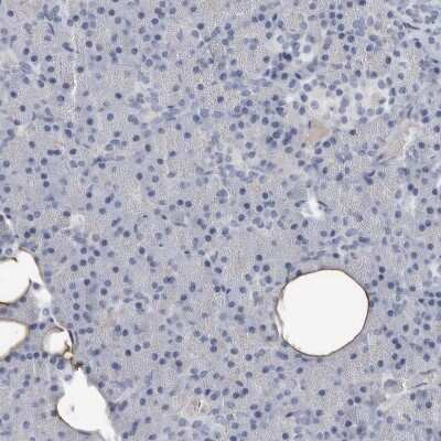 Immunohistochemistry-Paraffin: FABP7/B-FABP Antibody [NBP1-88648]