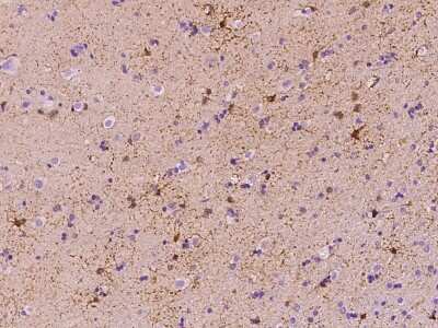Immunohistochemistry-Paraffin: FABP7/B-FABP Antibody [NBP3-00016]