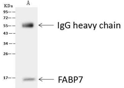 Immunoprecipitation: FABP7/B-FABP Antibody [NBP3-00016]