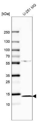Western Blot: FABP7/B-FABP Antibody [NBP1-88648]