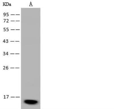 Western Blot: FABP7/B-FABP Antibody [NBP3-00016]